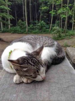 Kucing tidur copy